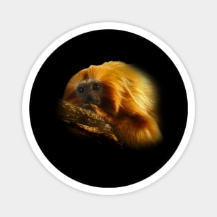 Golden lion tamarin Magnet